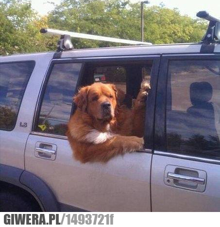 pies,drzwi,wsiadaj,śmieszny piesek