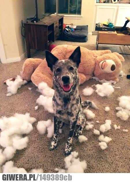 Logika psów,śmieszny piesek,miś