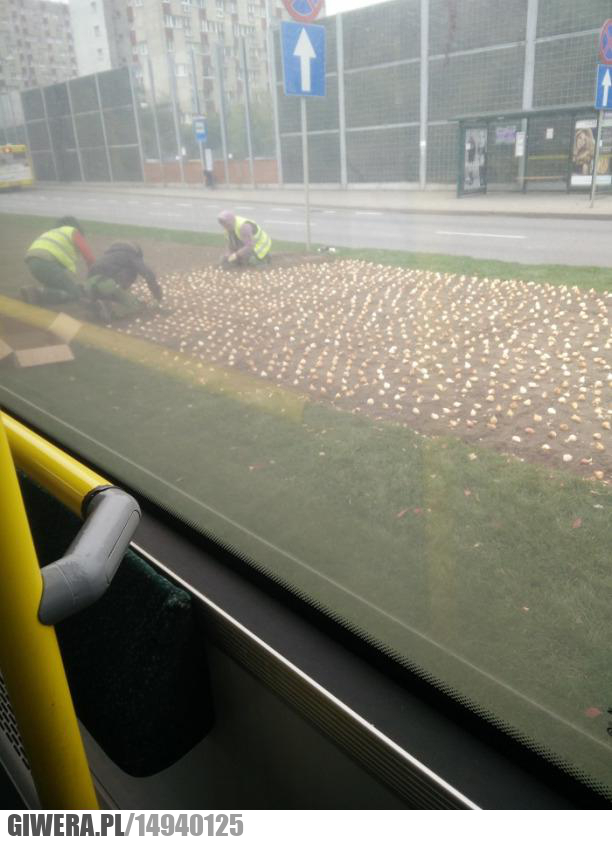 Katowice,centrum,cebula