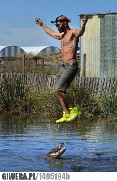 Krokodyl,spacer,lina