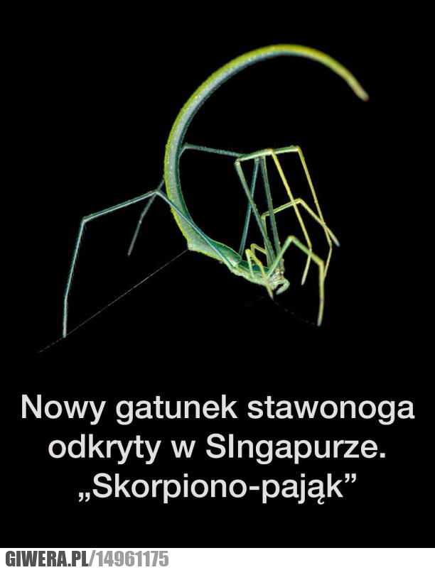 Skorpiono-pająk,Singapur