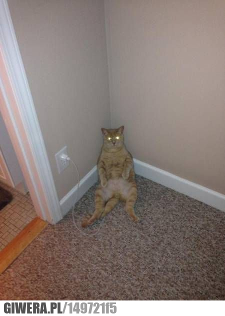 Ładowarka,kot