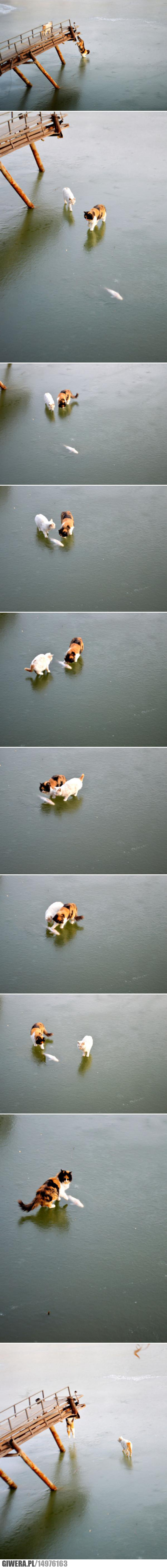 Zamarznięte jezioro,koty,rybka,ryba