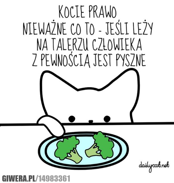 Logika kotów,jedzenie