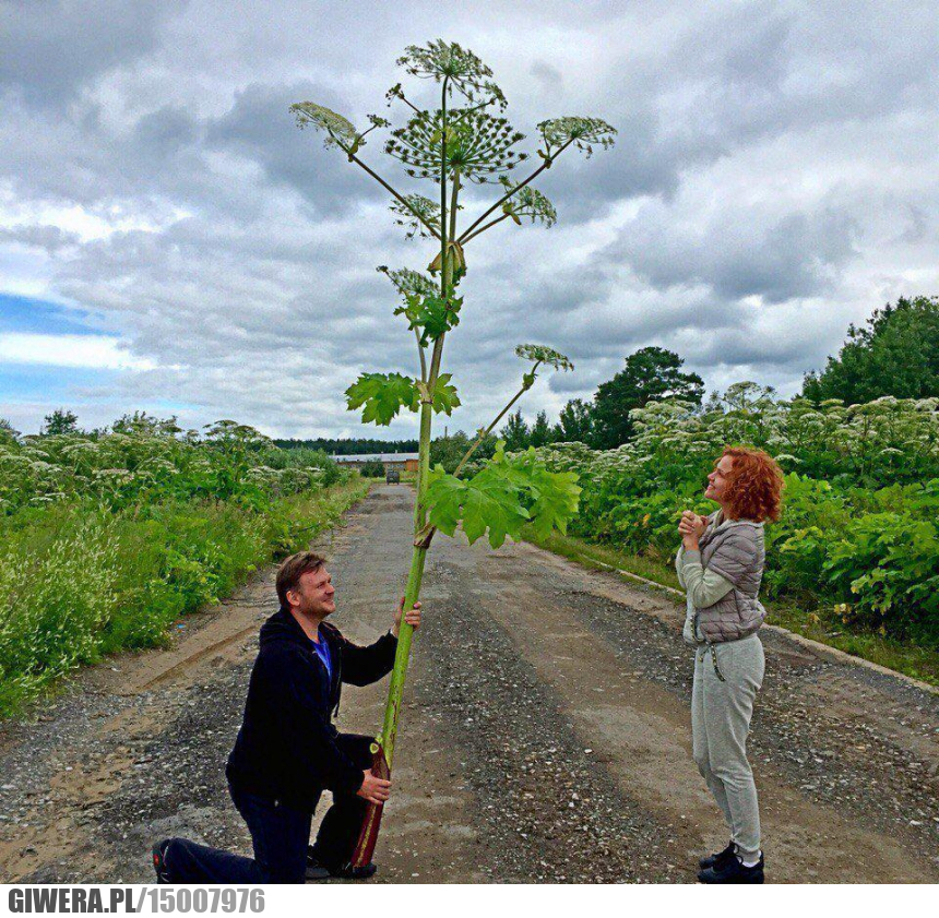 Barszcz sosnowskiego