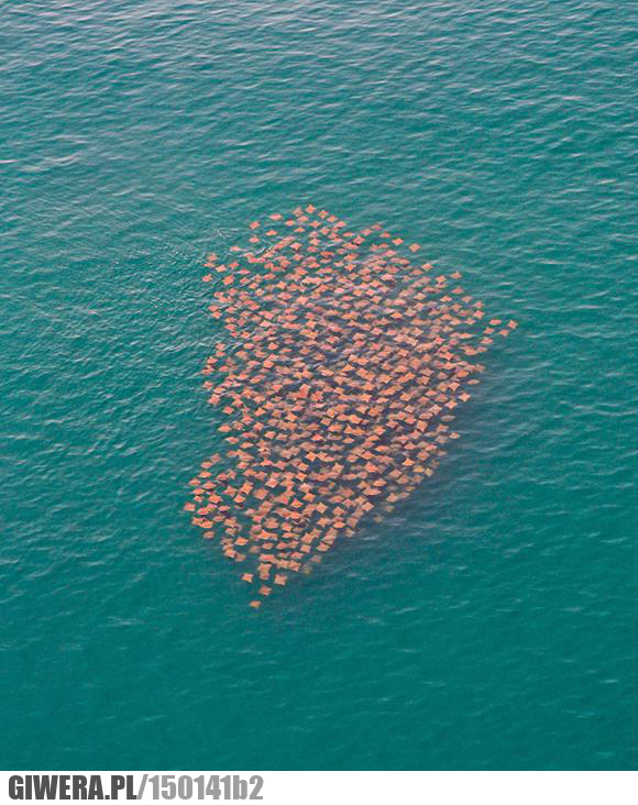 Migracja płaszczek,ciekawostka