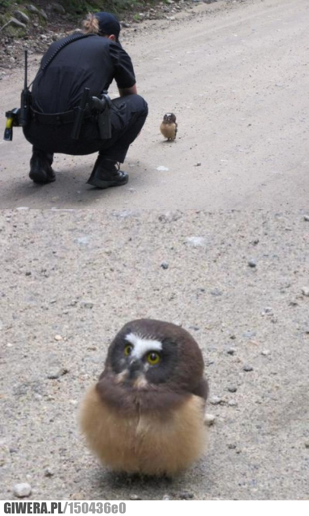 Sowa,policja