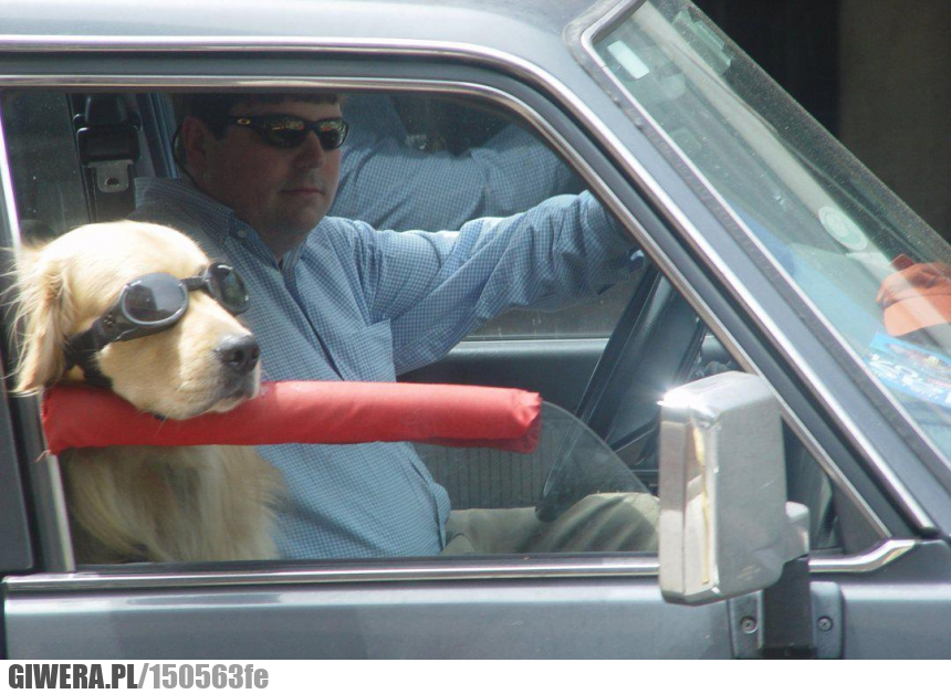 Pies,dobry właściciel,przejażdżka