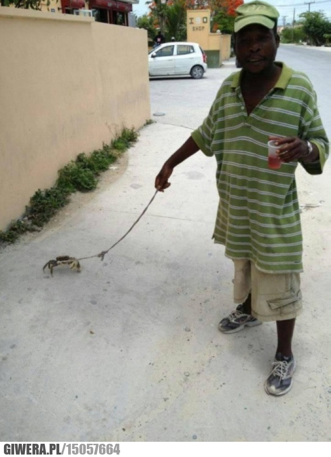 Domowy zwierzak,krab,rak,spacer