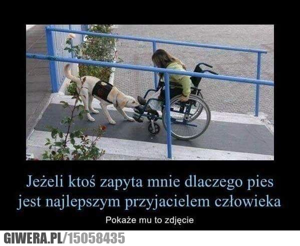 Pies,najlepszy przyjaciel,wózek inwalidzki