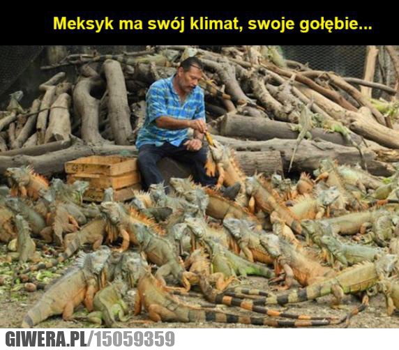 Meksyk,gołębie,Legwany