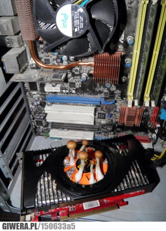 Karta graficzna,grzyb