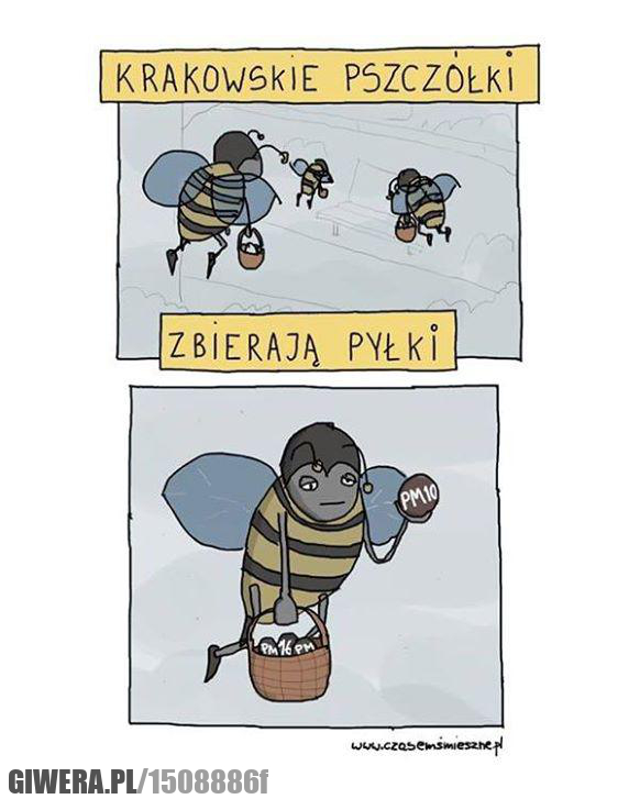 Krakowskie pszczółki
