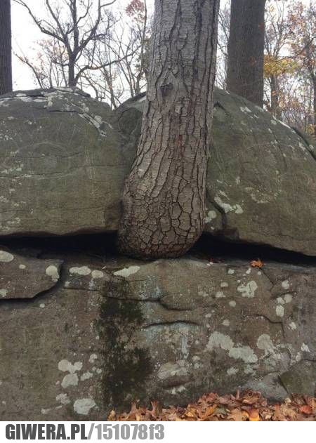 Naturalne zaskoczenie,drzewo,głaz