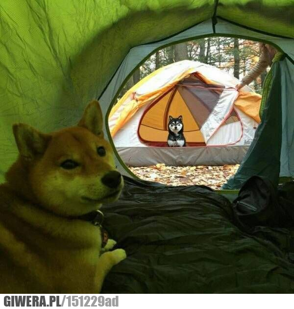 Śmieszny piesek,pieseł,namiot,namioty,biwak