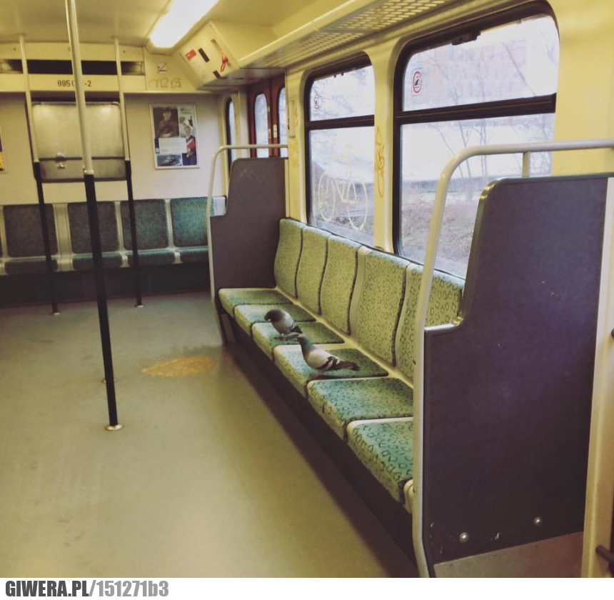 Praca,pociąg,pkp,gołąb