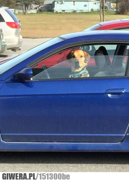 Pies,śmieszny piesek