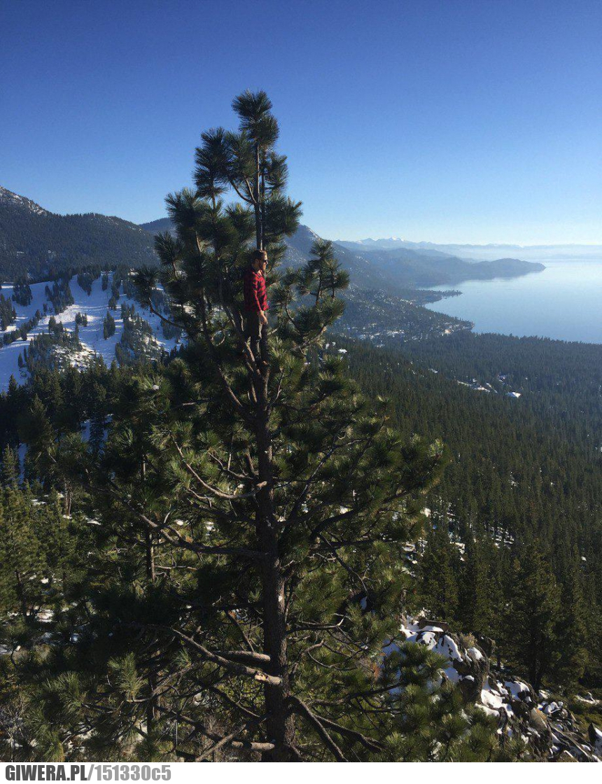 Doskonały widok,drzewo