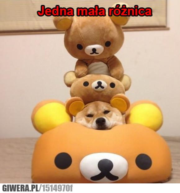 Śmieszny piesek,pieseł