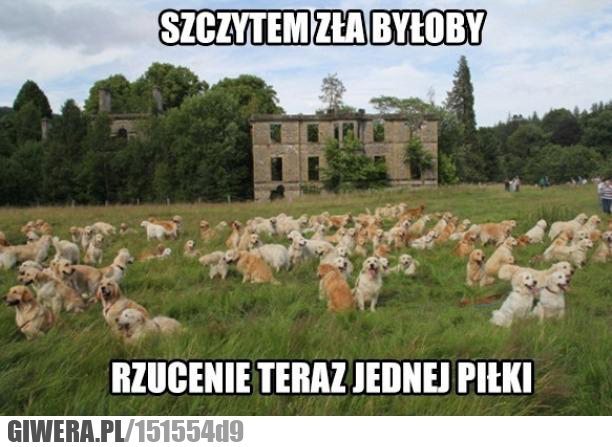 Geniusz zła,Labrador,śmieszne pieski,piłeczka