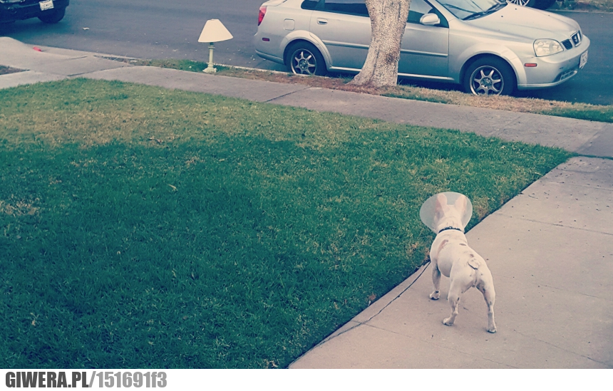 Miłość,śmieszny piesek,lampa,abażur