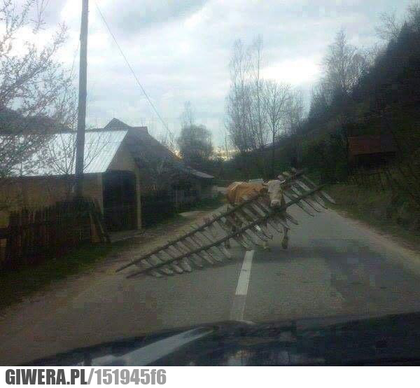 Wolność,krowa,płot