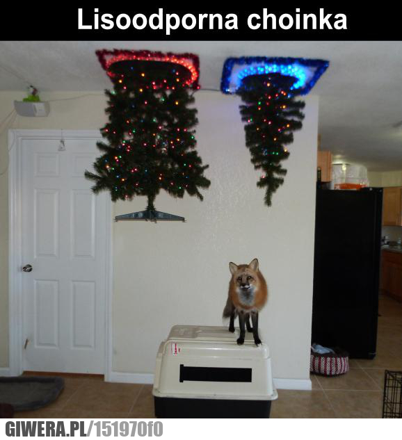 Choinka,portal,Lis