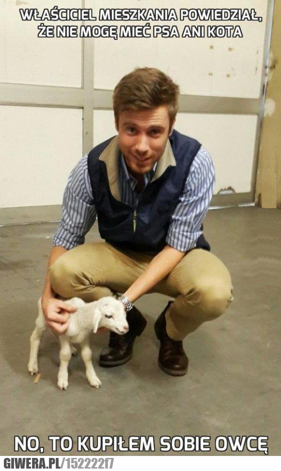 Owca,pies,kot,właściciel mieszkania