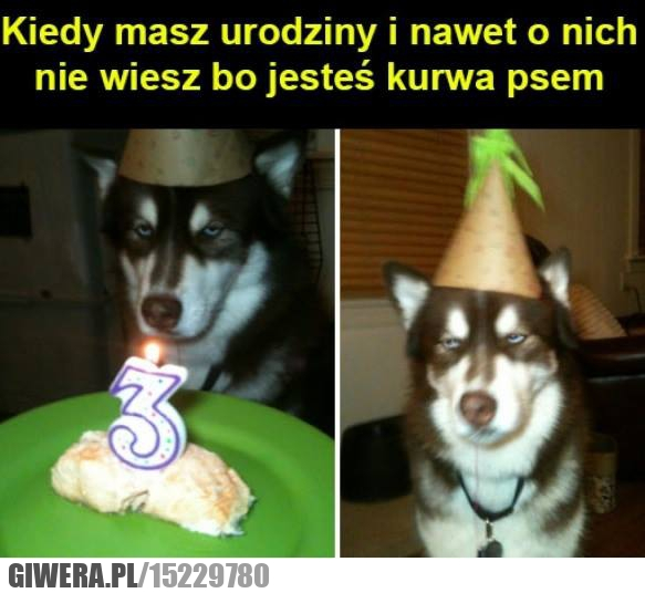 Urodziny,śmieszny piesek,tort