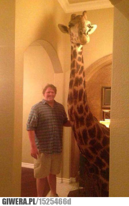 Domowa żyrafa