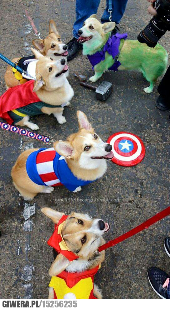 Śmieszny piesek,Avengers