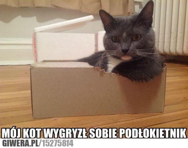 kot, cat, koteł