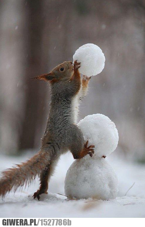 Wiewiórka, kule śnieżne