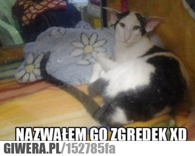 kot, zgredek, harry poter