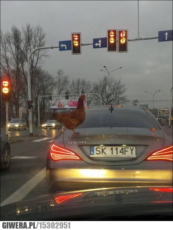 Kura,skrzyżowanie,światła