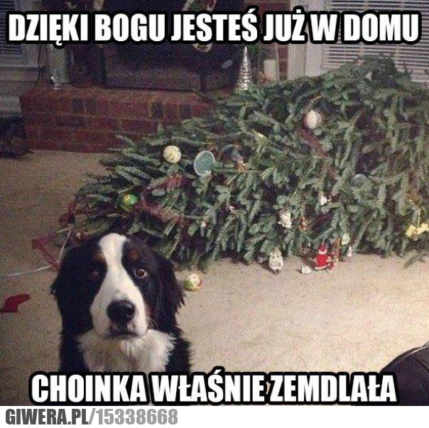 Śmieszny piesek,choinka