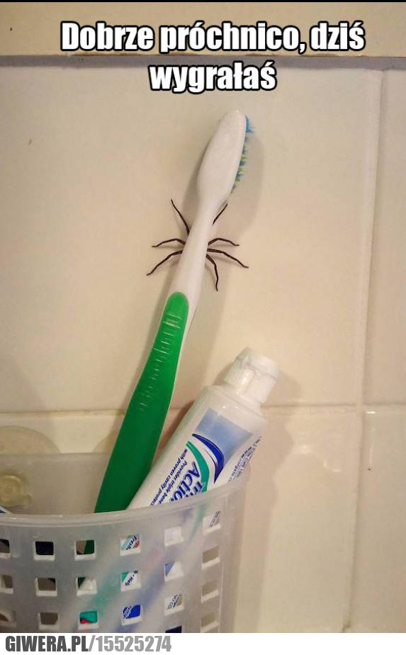 Szczoteczka,pająk,próchnica