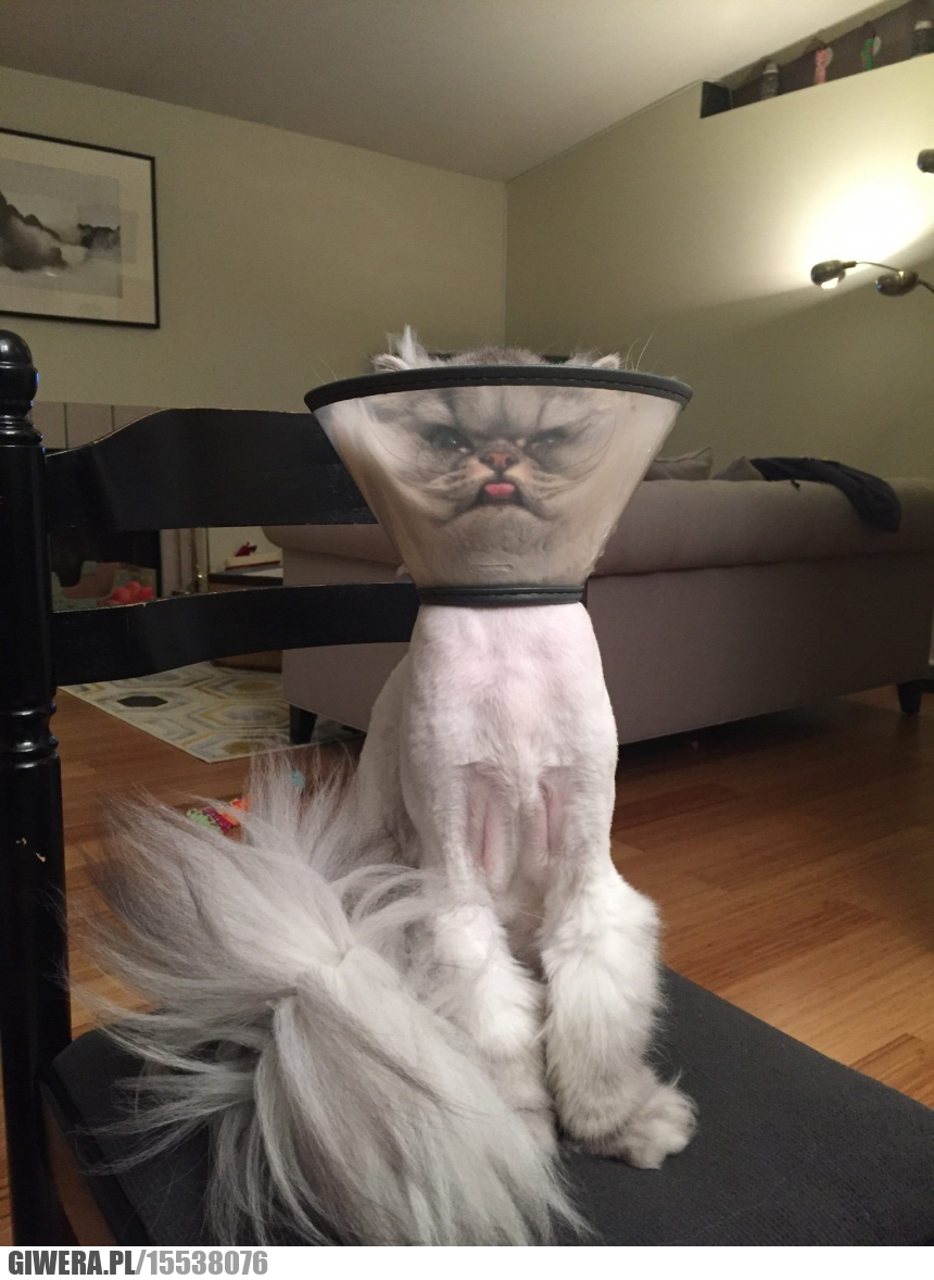 Mówili że mogę być kim zechcę, lampa, kot