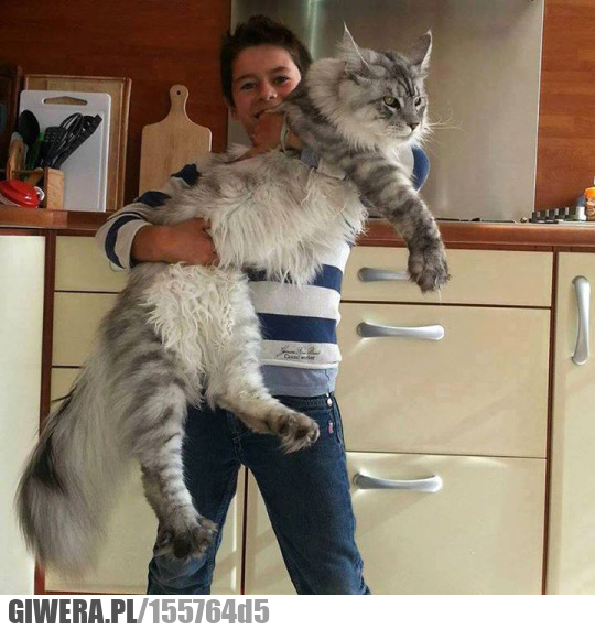 mały Norweg, Duży kot