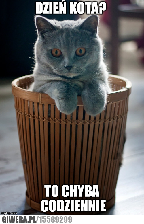 Dzień kota