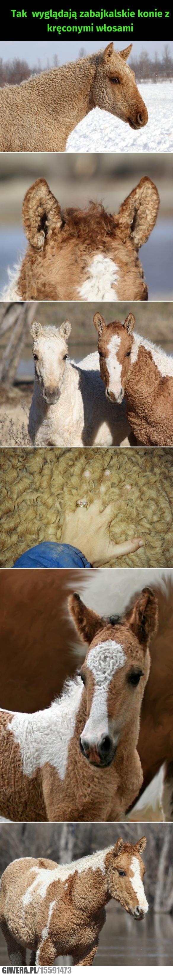 Koń,kręcone włosy