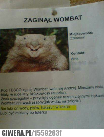 Wombat