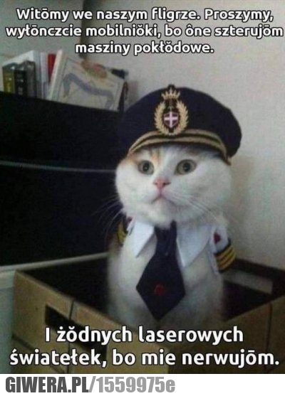 czeski,śmieszny kotek