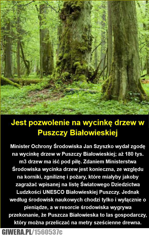 Puszcza Białowieska