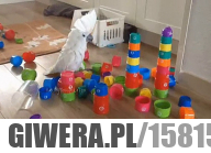 Papuga która lubi niszczyć