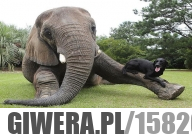 ''Ludzie'' ucieli rogi słoniowi ale zwierzęta i tak umieją się cieszyć