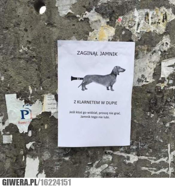 Jamnik,klarnet,ogłoszenie
