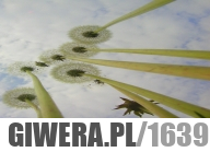 Z punktu widzenia mrówki