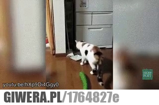 Kot Vs Kot 67 Zdjęcia Obrazki Kwejk Giwerapl