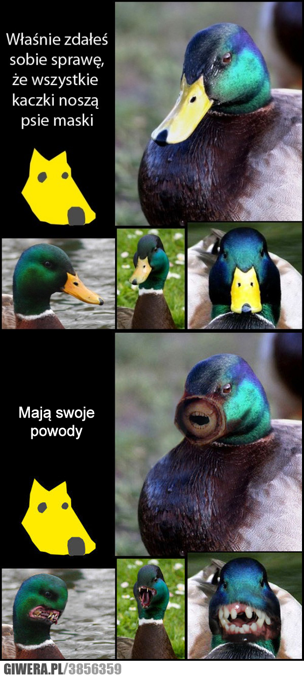 tajemnicze, kaczki, psie, maski